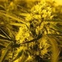 Channel + (Medical Seeds) feminizada