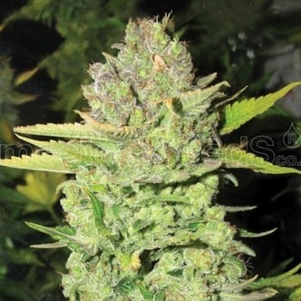 Devil Fruit (Medical Seeds) feminizada