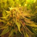 Devil Fruit (Medical Seeds) feminizada