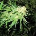 Devil Fruit (Medical Seeds) feminizada