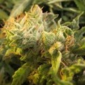 Devil Fruit (Medical Seeds) feminizada