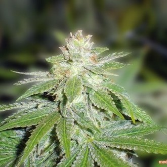 Devil Fruit (Medical Seeds) feminizada