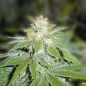 Devil Fruit (Medical Seeds) feminizada