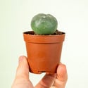 Peyote (Lophophora williamsii)