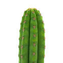 Antorcha Peruana (Echinopsis peruviana)