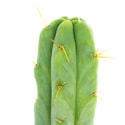 Antorcha Boliviana (Echinopsis lageniformis)