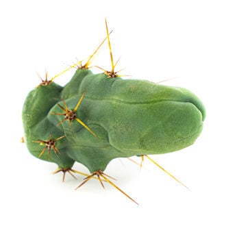 Antorcha Boliviana 'Monstrose' (Planta Pene)