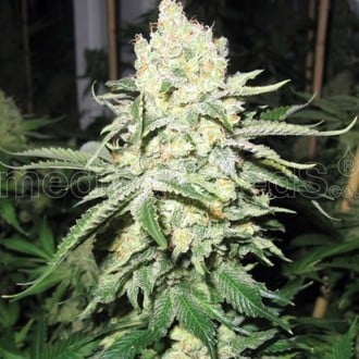 No Name (Medical Seeds) feminizada