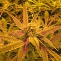 No Name (Medical Seeds) feminizada