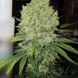 Prozack (Medical Seeds) feminizada