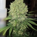 Prozack (Medical Seeds) feminizada