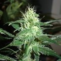 Prozack (Medical Seeds) feminizada