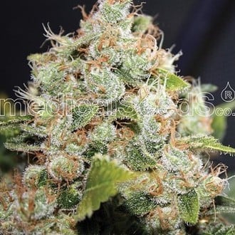 BCN Sour Diesel (Medical Seeds) feminizada