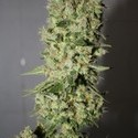 BCN Sour Diesel (Medical Seeds) feminizada