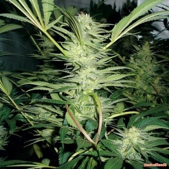 Bluehell (Medical Seeds)