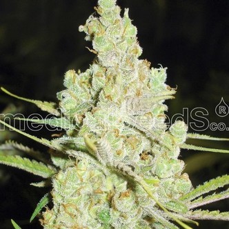 1024 (Medical Seeds) feminizada