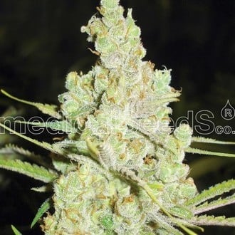 1024 (Medical Seeds) feminizada