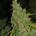 1024 (Medical Seeds) feminizada