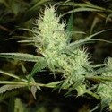 1024 (Medical Seeds) feminizada