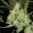 1024 (Medical Seeds) feminizada