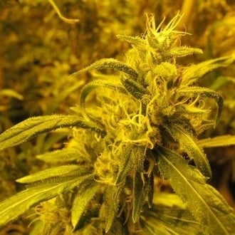 2046 (Medical Seeds) feminizada