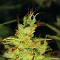 2046 (Medical Seeds) feminizada