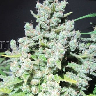 Malakoff (Medical Seeds) feminizada