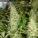 Malakoff (Medical Seeds) feminizada