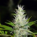 Malakoff (Medical Seeds) feminizada