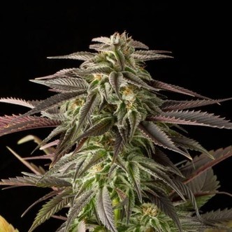 Blue Cheese (Dinafem) feminizada