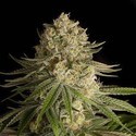 Critical Kush (Dinafem) feminizada