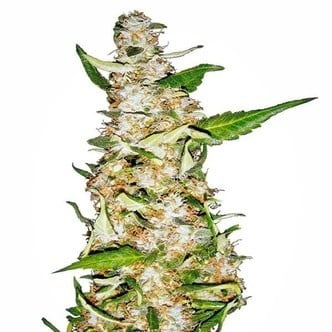 Skunk 1 Automatic (Sensi Seeds) feminizada