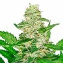 Super Skunk Automatic (Sensi Seeds) feminizada