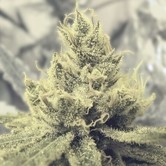 Y Griega (Medical Seeds) feminizada