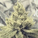 Y Griega (Medical Seeds) feminizada