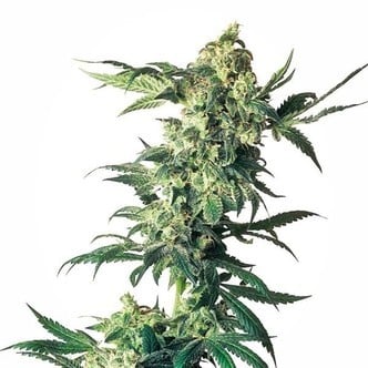 Northern Lights (Sensi Seeds) feminizada