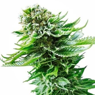 Northern Lights Automatic (Sensi Seeds) feminizada