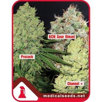 Collection 1 (Medical Seeds) feminizada