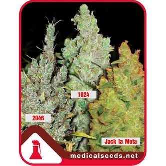 Coleccíon 2 (Medical Seeds) feminizada