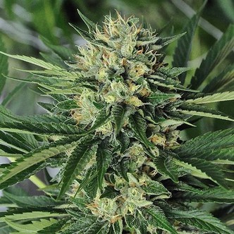 Dr. Greenthumbs Em-Dog (Humboldt Seeds) feminizada