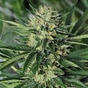 Dr. Greenthumbs Em-Dog (Humboldt Seed Organization) feminizada