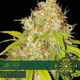 AK-49 Autoflowering (Vision Seeds) feminizada