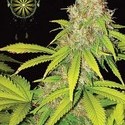 AK-49 Autoflowering (Vision Seeds) feminizada