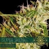 Super Skunk Autoflowering (Vision Seeds) feminizada