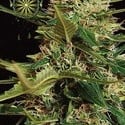 Super Skunk Autoflowering (Vision Seeds) feminizada