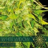 White Widow Autoflowering (Vision Seeds) feminizada