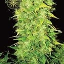 White Widow Autoflowering (Vision Seeds) feminizada