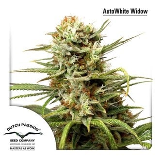 AutoWhite Widow (Dutch Passion) feminizada