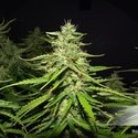 Blue Auto Mazar (Dutch Passion) feminizada