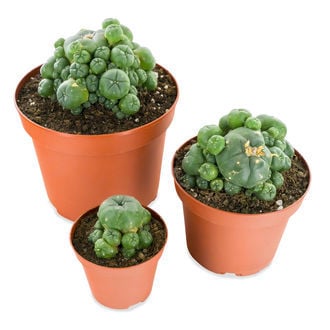 Peyote con Pups (Lophophora williamsii)